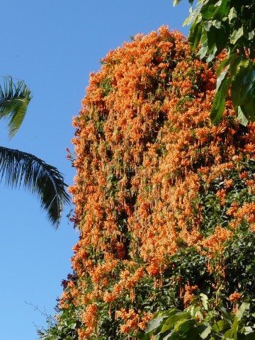 orange flowers covering roof